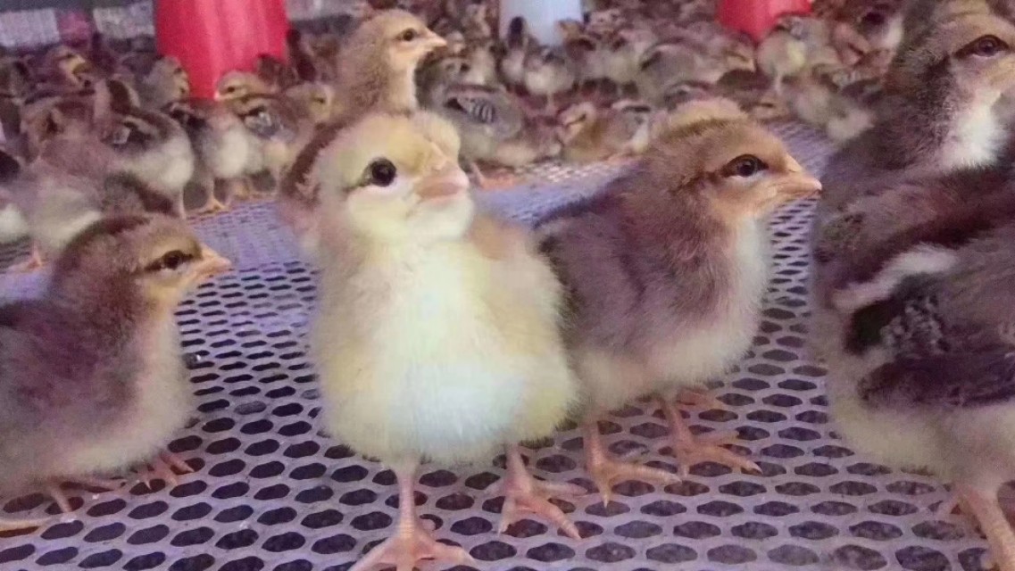 养鸡技术与鸡病治疗,鸡病呼吸道治疗