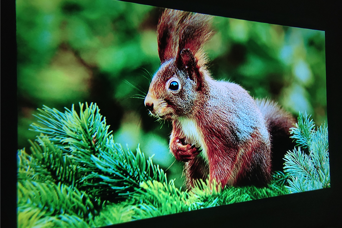 瑞格尔rd806投影机可以连wifi吗,瑞格尔rd806投影机能连手机吗