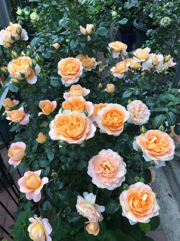 李子柒的院子都种的啥,李子柒推荐的三种花