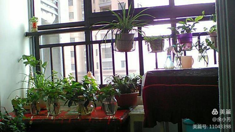 栀子花开歌曲歌词,栀子花开歌曲完整版