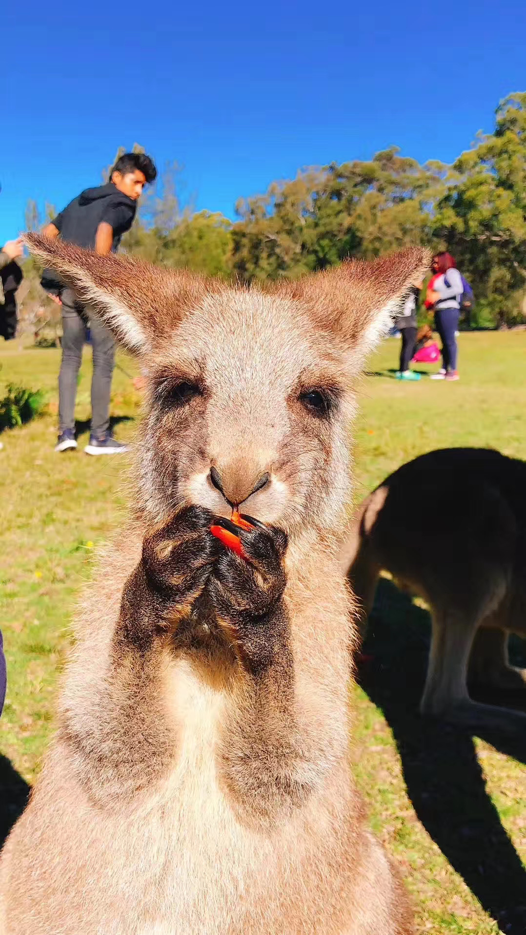 海外生活的中国人澳大利亚,不同国家眼中的澳大利亚