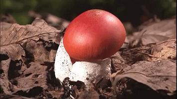 “如果这群女混混*攻围**我,我会舌战群儒!”你会怎样脱困?