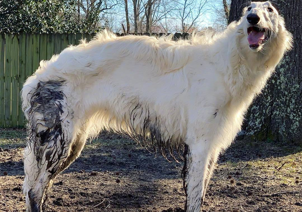 泰迪调戏大型犬被当场咬死,巨型泰迪挑衅大型犬被咬死