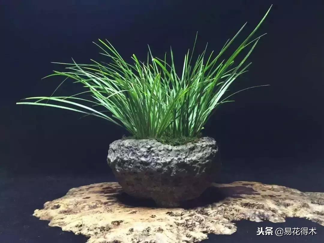 文房菖蒲怎么养殖,菖蒲的养护方法