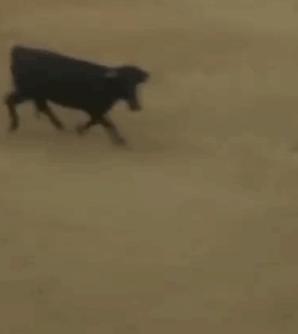 被牛角顶了是什么感觉,被牛角顶了是什么样