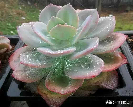 露养多肉晚上被雪盖住了怎么办,露养的多肉夏天淋雨了怎么办