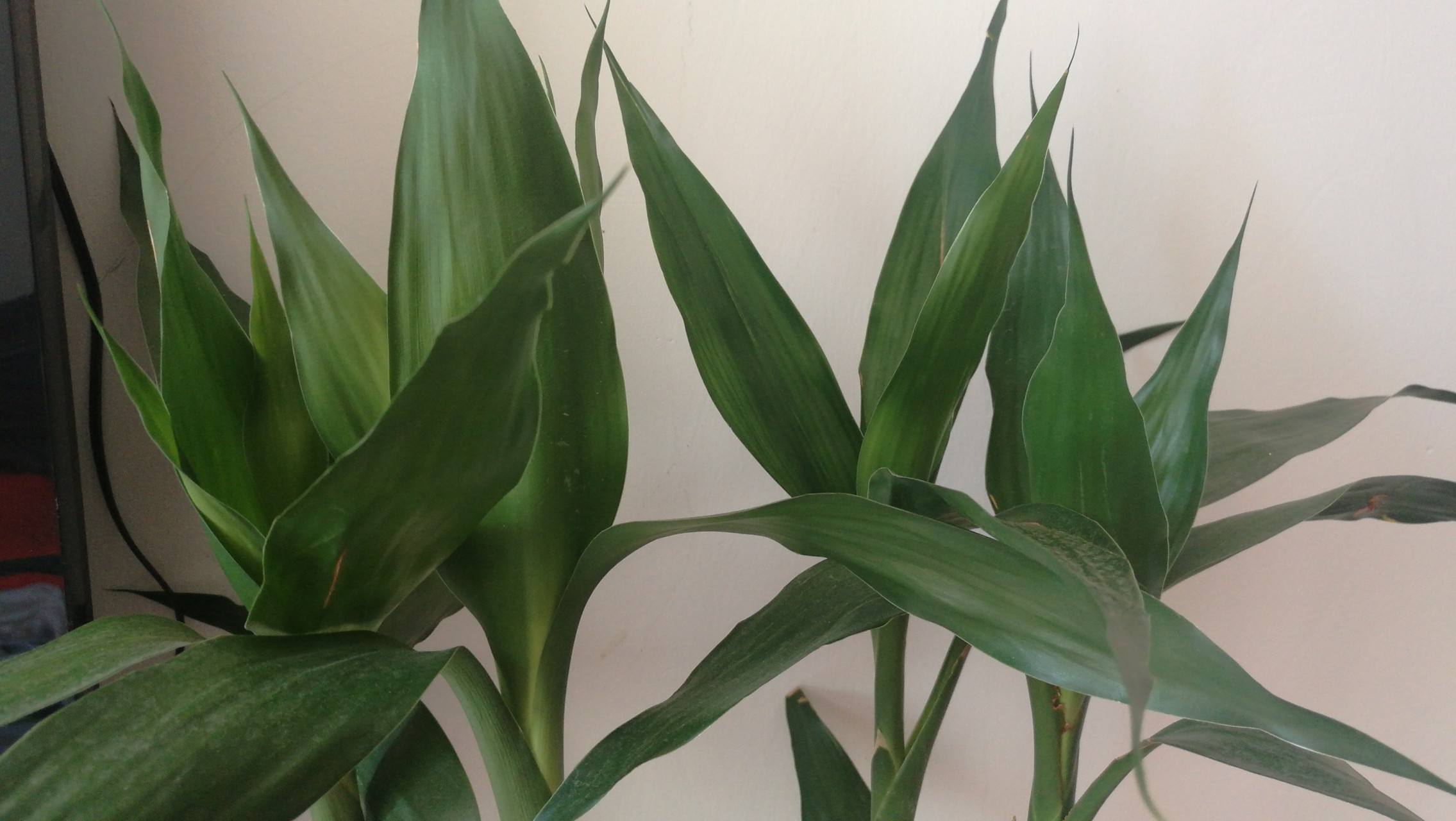 富贵竹叶子窄杆细怎么办,富贵竹叶子太长了怎么处理