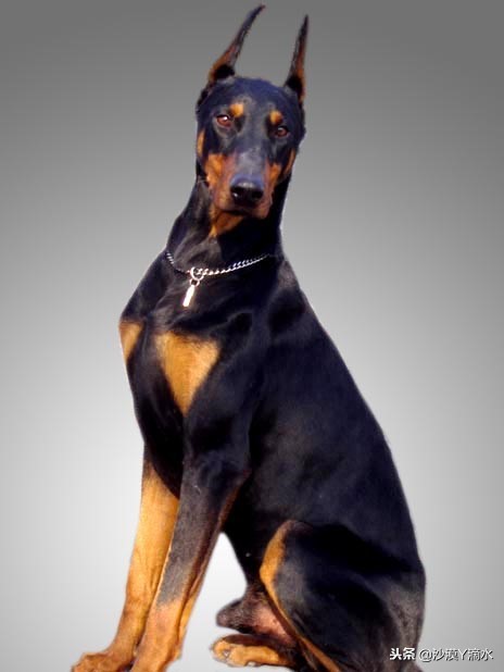 比尼熊狗狗价格,阿拉斯加狗狗价格