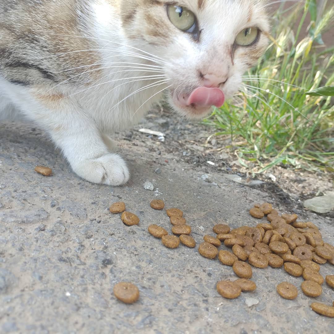 猫咪需要补充矿物质吗,微量元素猫吃的