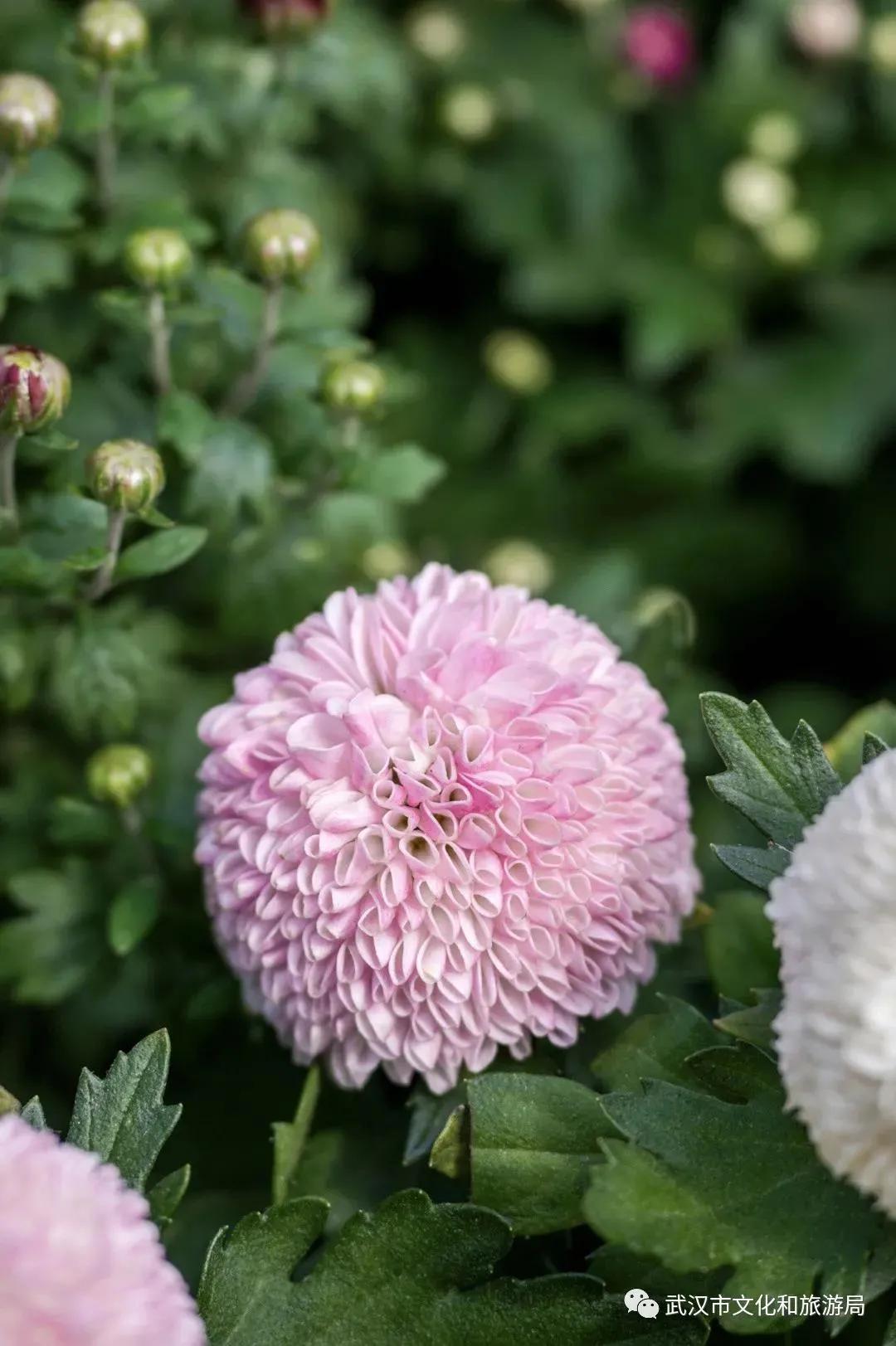 菊花烂漫,赏菊花汉口江滩打卡
