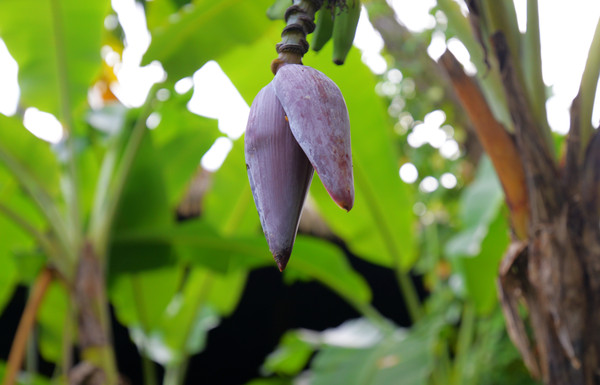 海南呀诺达热带雨林文化旅,三亚诺达雨林旅游攻略