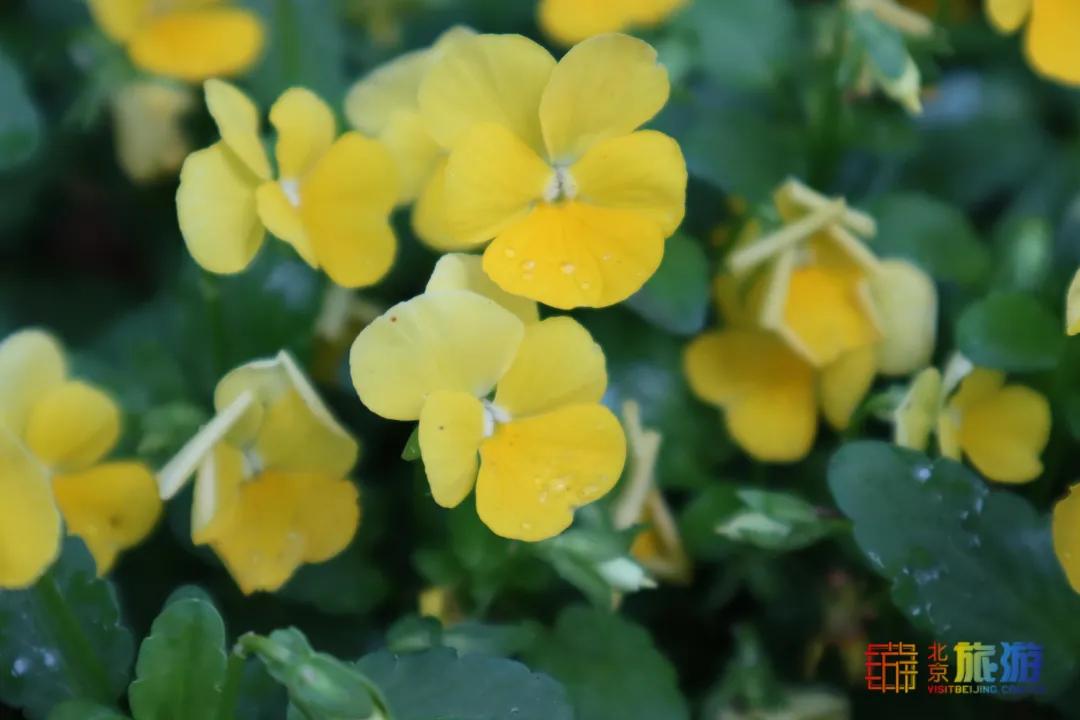 北京免费的花海公园,北京免费花海景区