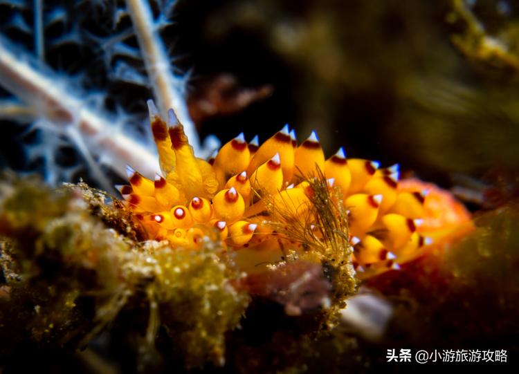 潜水小白必看,潜水圣地三天旅游攻略