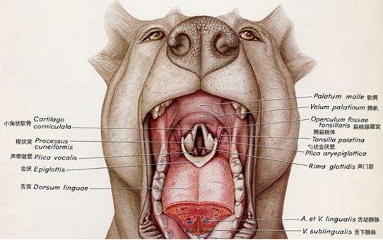 狗狗打呼噜是真是假,狗狗睡觉时打呼噜怎么解决