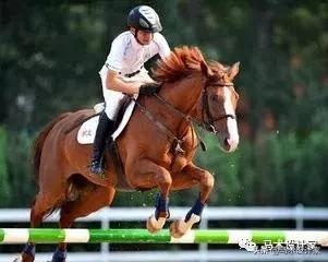 怎么训练马匹后腿发力,马匹后腿训练