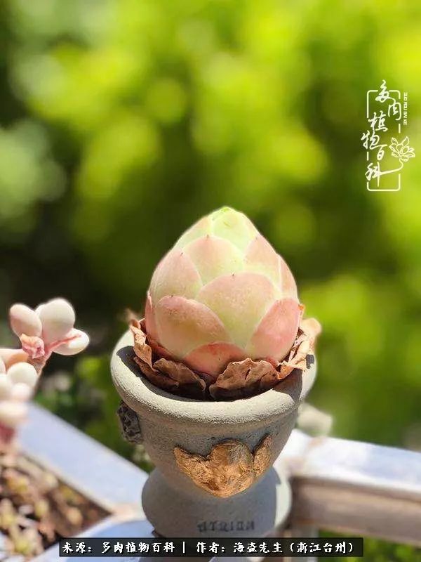 多肉玫瑰多少度休眠,多肉玫瑰唤醒教程