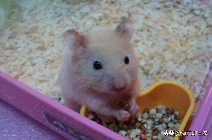 仓鼠养殖技术讲解,仓鼠养殖技术大全教程