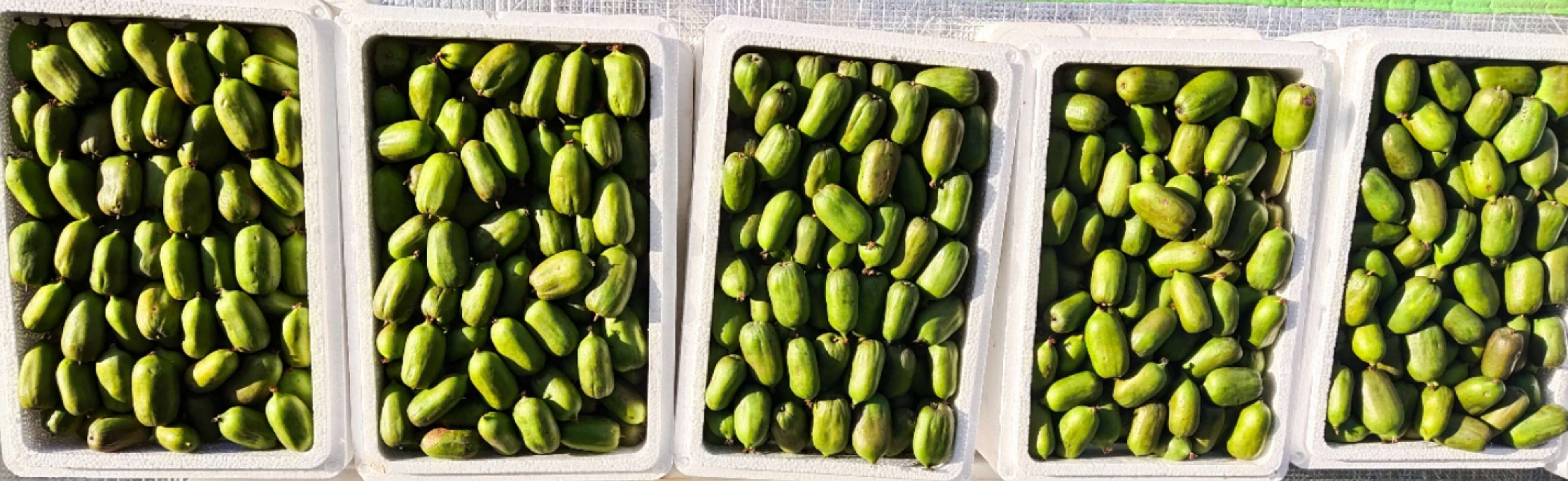 开口笑松子大颗粒,开口笑榛子和松子