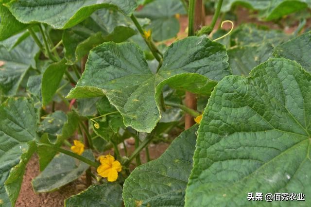 黄瓜种植病虫害怎样防治,黄瓜病虫害的综合防治方法