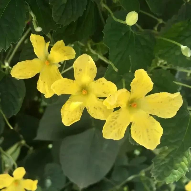 丝瓜黄瓜苦瓜哪种爬藤最茂盛,黄瓜南瓜丝瓜的花多半都不会结果