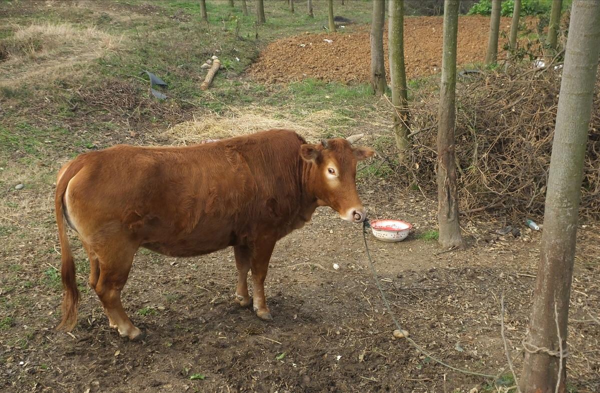 吉林大叔回乡养黄牛,养殖黄牛走上致富路