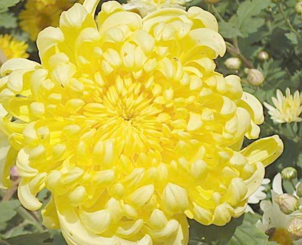 我们要评“国花”了！网友又吵翻了天！你pick哪种？