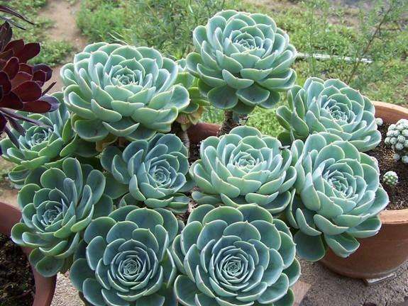 多肉玉蝶怎么爆多头,玉蝶多肉多头老桩状态图