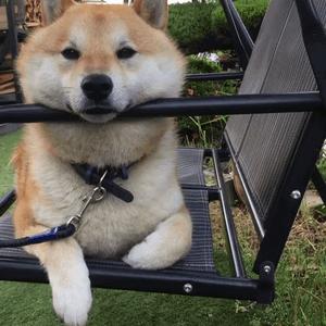 被宠物抓伤一定会得狂犬病吗,狂犬病的传播途径有什么