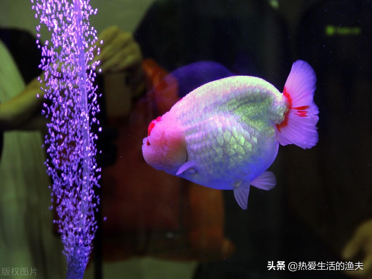 哪种金鱼最适合新手养,金鱼中哪种金鱼最好养