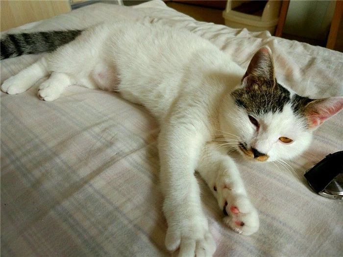 辟谣猫咪真的会记仇吗,猫咪生病怎么给猫咪保暖