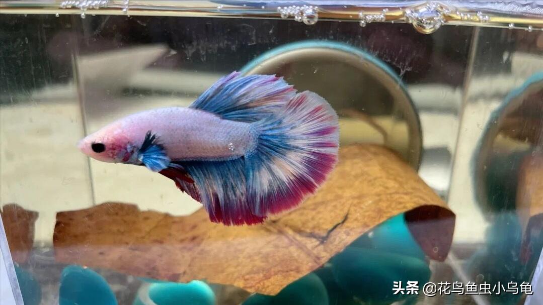 斗鱼要怎么养才能养得又大又漂亮,斗鱼怎么养才好看又好养活