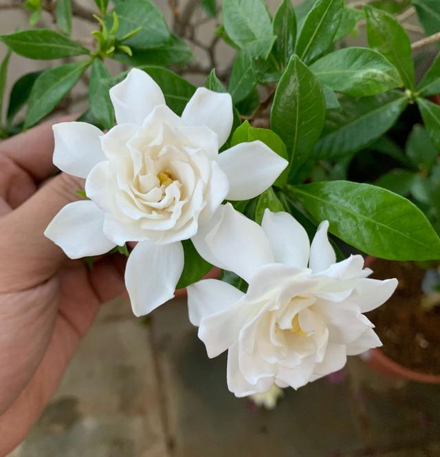 栀子怎么养才能开花,栀子如何养才能开花