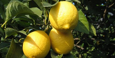 留日生活丨文综书里隐藏的美食路线—47都道府县名物大盘点（下）