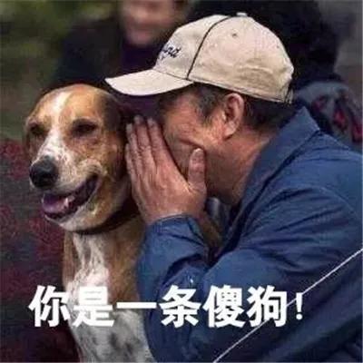狗言狗语,中国的狗和外国的狗语言一样吗