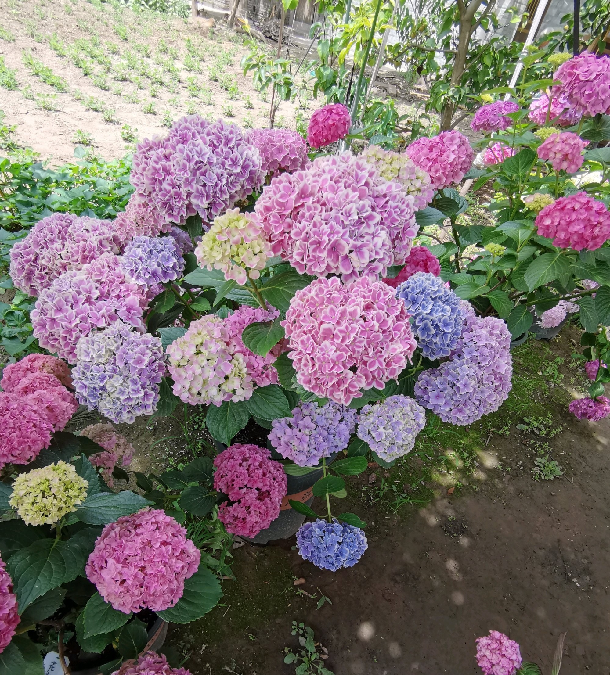 富贵花开什么花最好,花开富贵的花有几种