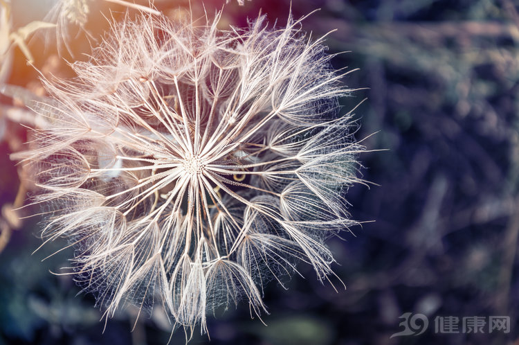 蒲公英能在48小时杀死98%的癌细胞,蒲公英会在24小时内杀死癌细胞吗