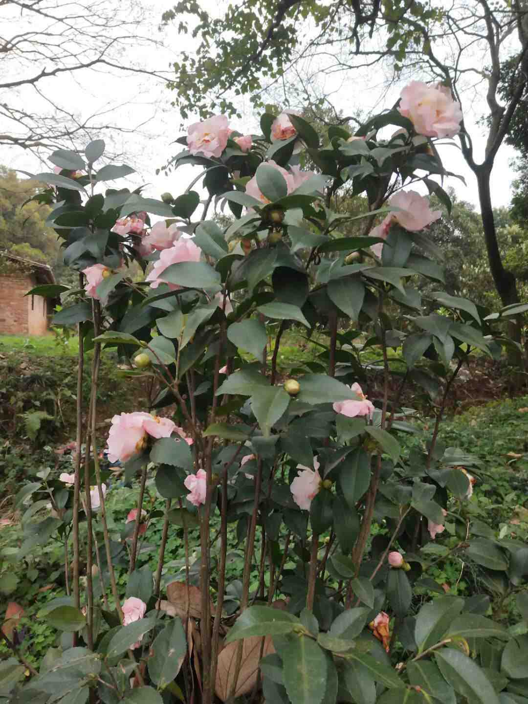 情知不久须相见，一日甚三秋，愁来不自由。‖马坝人遗址公园