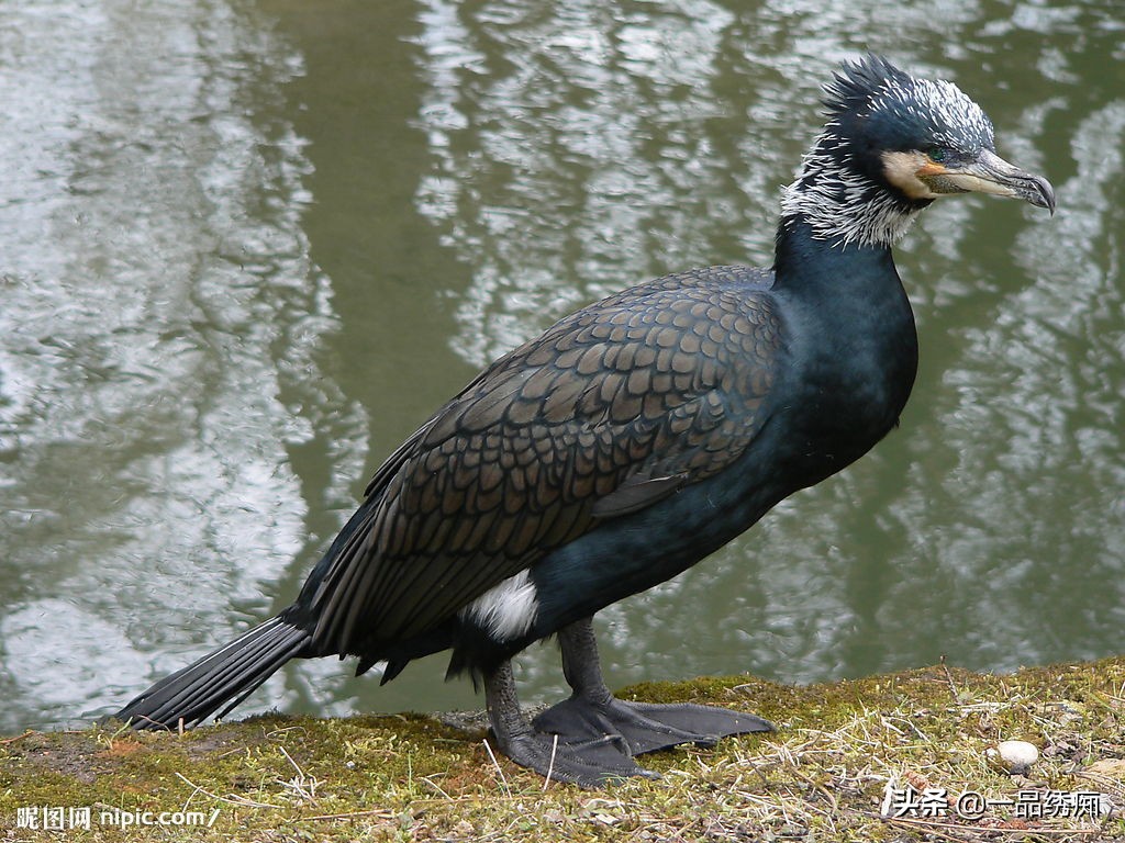 鸟类名字生僻字,带有鸟字的生僻字