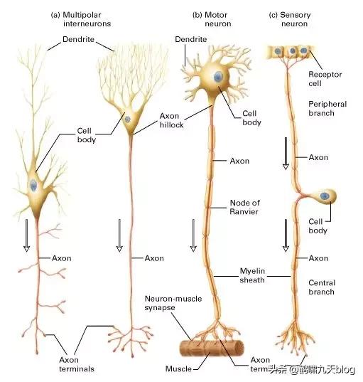 人类大脑如何超越人工智能,人类的出路在于将自身升级为神