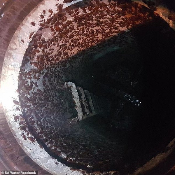 令人作呕!澳洲房屋管道内现大批蟑螂,上万只臭虫就潜伏在你家