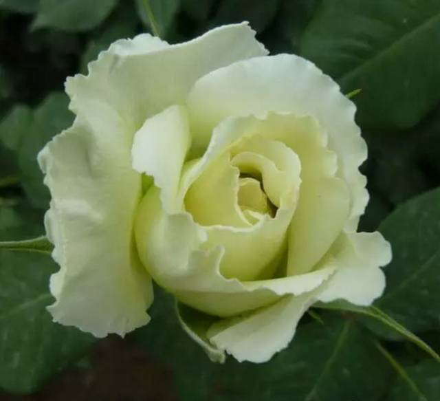 中国十大名花排行哪个是你的最爱,你知道中国十大名花是什么花吗