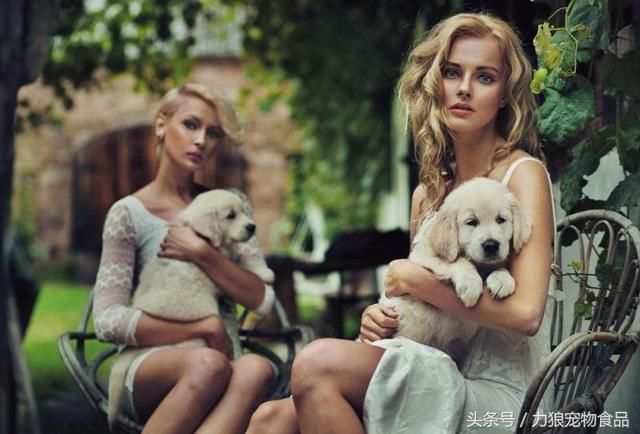 狗狗冷知识500条,狗狗柯基冷知识