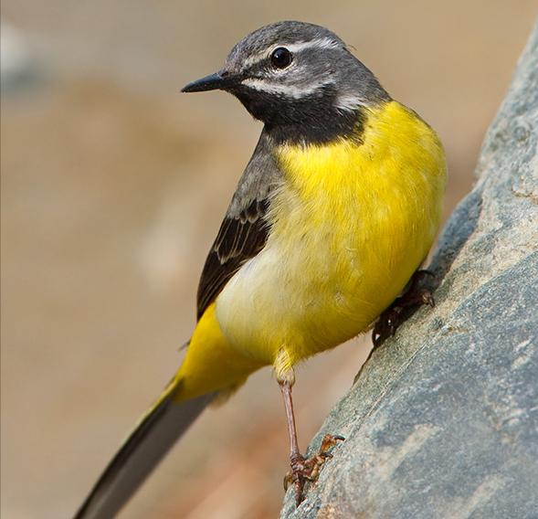 东江揽胜,惠州淡水常见鸟类图谱