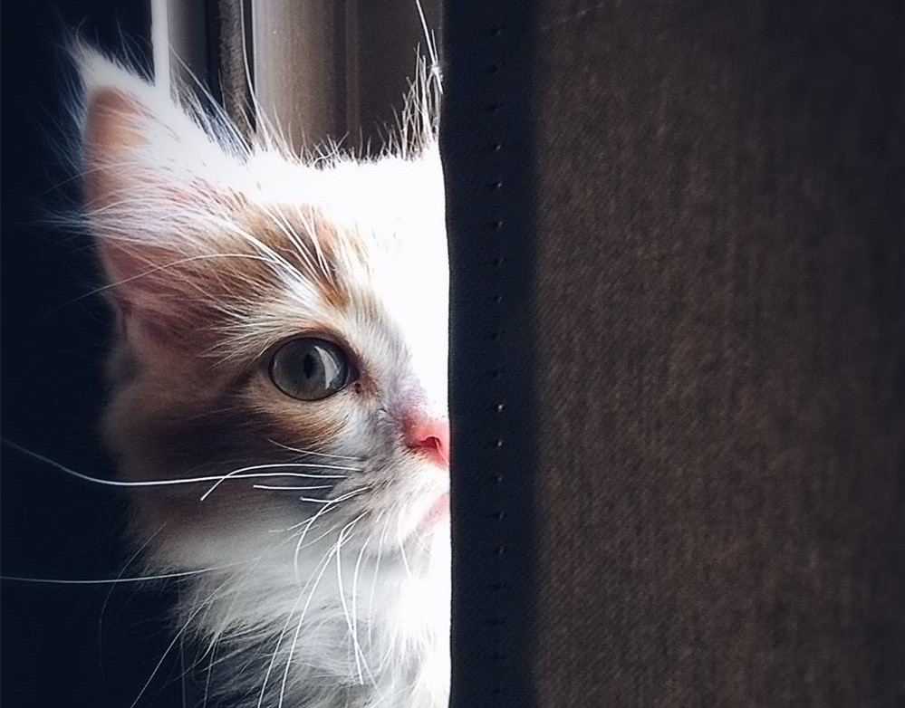 叙述性诡计大全,叙述性诡计全文