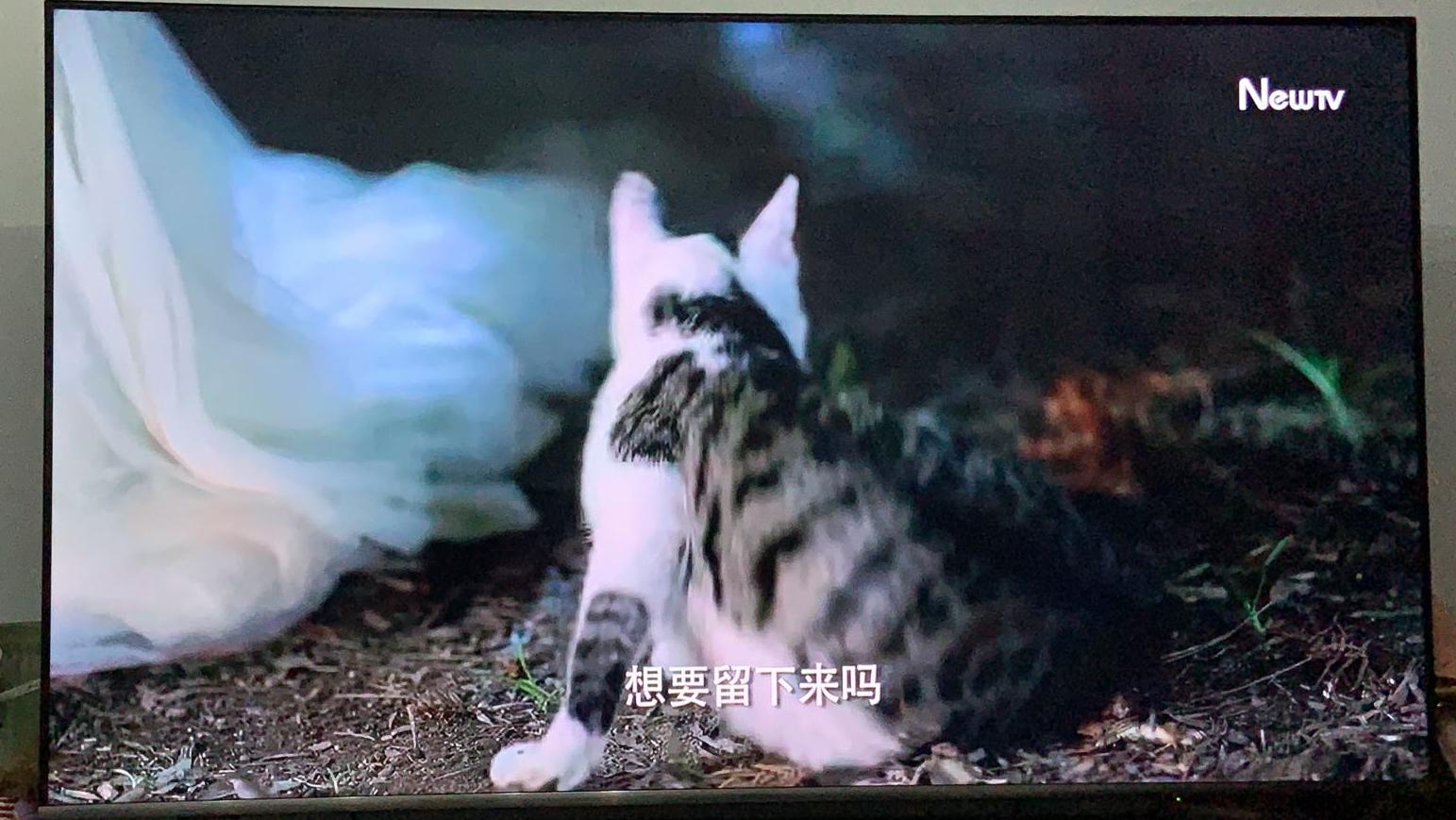 盘点猫咪高能名场面 (猫咪10大最萌镜头)