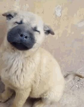 二哈碰到蜜蜂视频,被蜜蜂叮到二哈