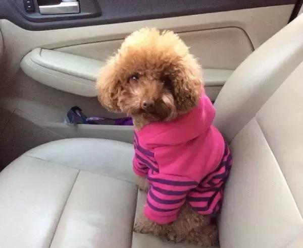 狗狗晕车后喝水呕吐脱水,狗狗晕车吐了主人看到也吐了