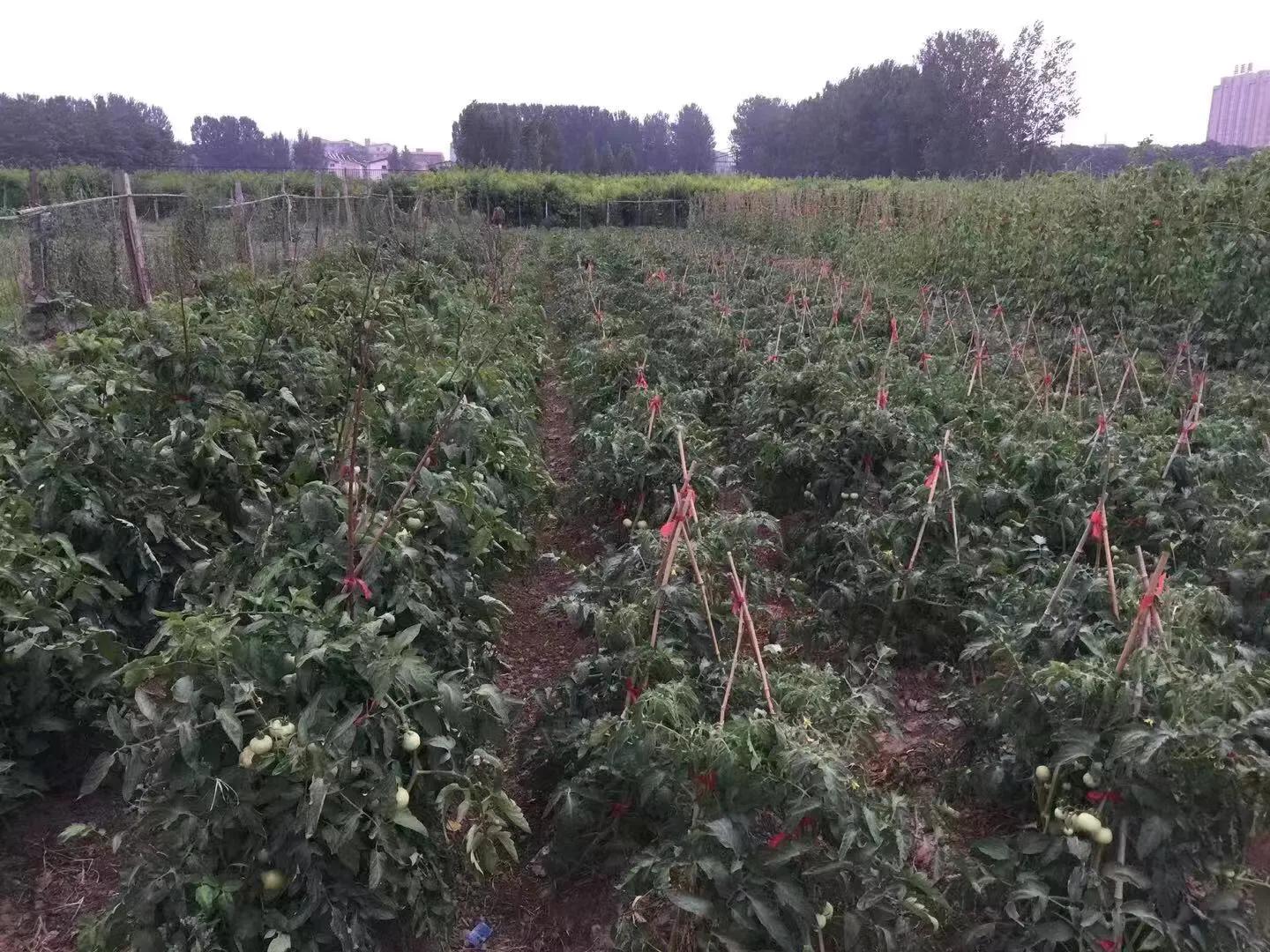 让孩子流连忘返的幼儿园,充满野趣的幼儿园