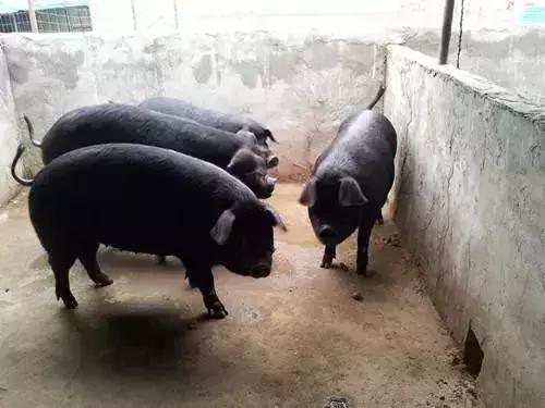 猪无名高热控制方案,猪无名高热怎么办