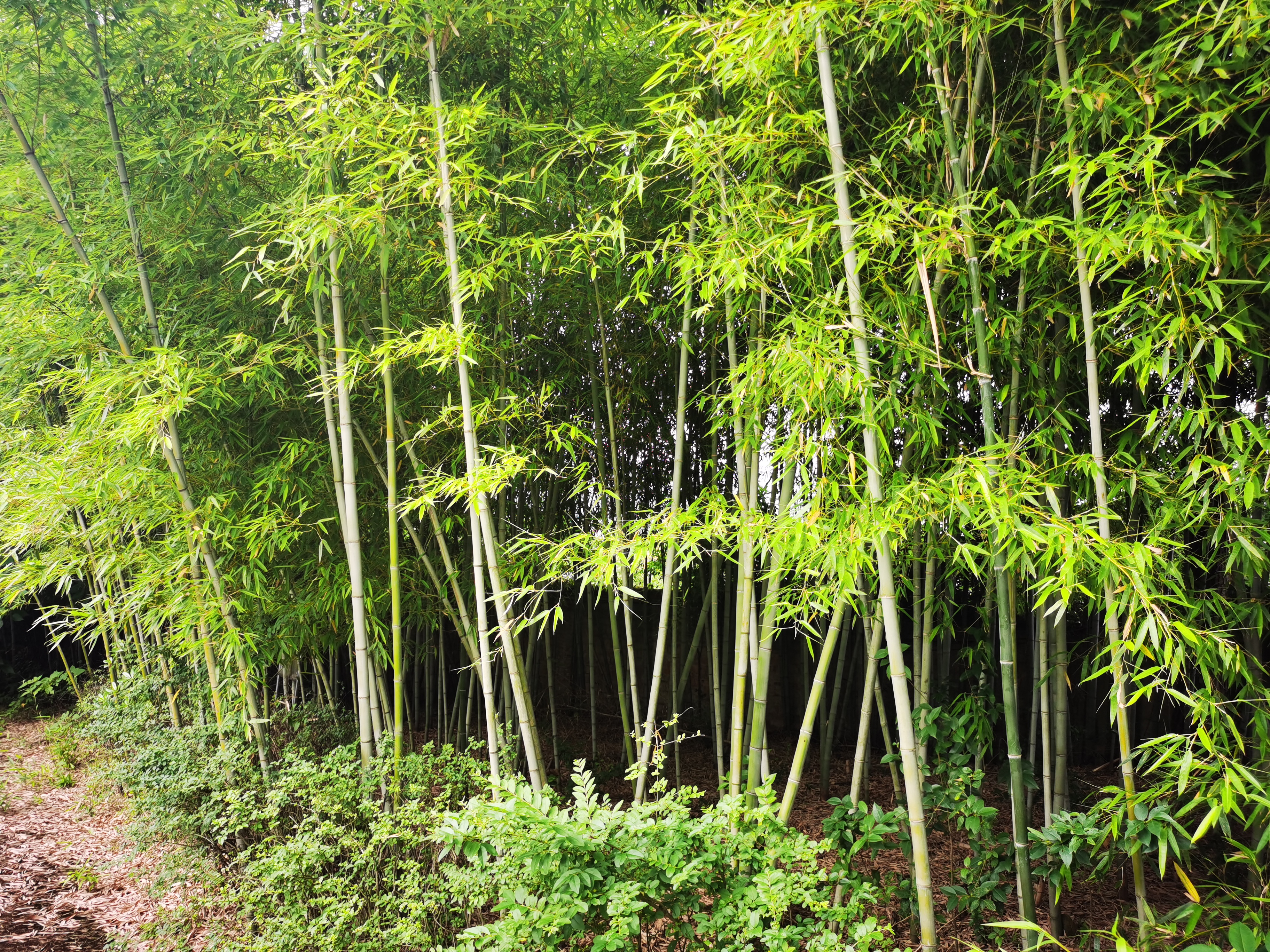 修竹万竿,修竹万竿松影乱